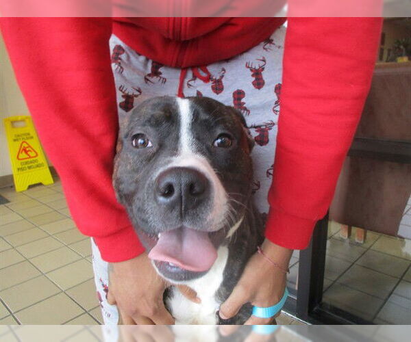 Medium Photo #1 Staffordshire Bull Terrier Puppy For Sale in Ocala, FL, USA