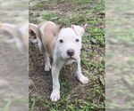 Small #1 American Pit Bull Terrier Mix