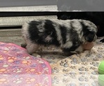 Small #4 Miniature Australian Shepherd