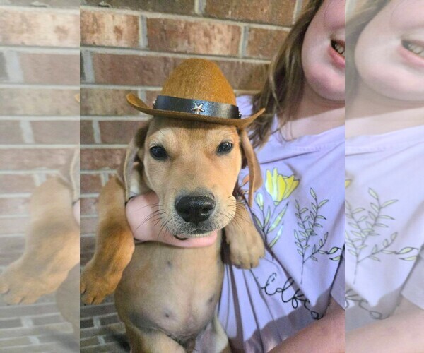 Medium Photo #1 Labrador Retriever Puppy For Sale in Holly Springs, NC, USA