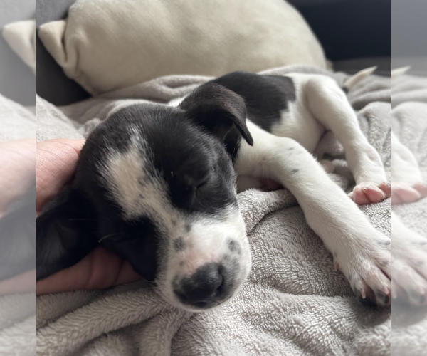 Medium Photo #1 Border Collie-Unknown Mix Puppy For Sale in Brooklyn, NY, USA