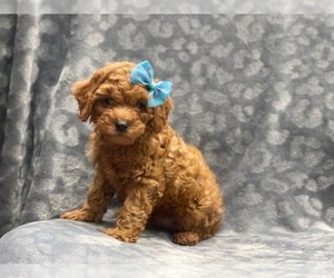 Medium Cavapoo