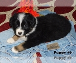 Small Photo #3 Australian Shepherd Puppy For Sale in PLAINVIEW, TX, USA