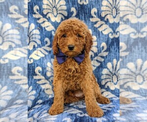 Goldendoodle-Poodle (Miniature) Mix Puppy for sale in GLEN ROCK, PA, USA