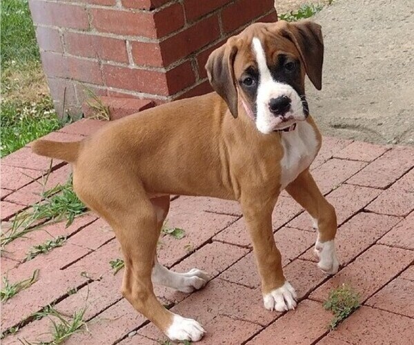 Medium Photo #11 Boxer Puppy For Sale in PORT ROYAL, PA, USA