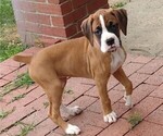 Small #10 Boxer