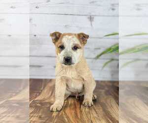 Australian Cattle Dog Puppy for sale in ASHLAND, OH, USA
