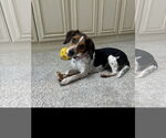 Small Beagle