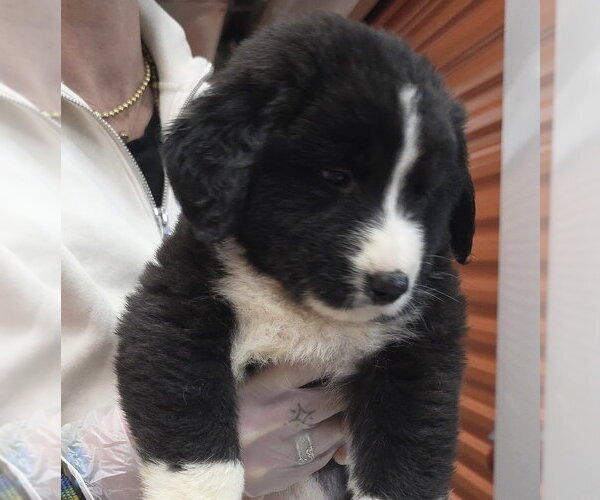 Medium Photo #1 Borador Puppy For Sale in Brooklyn, NY, USA