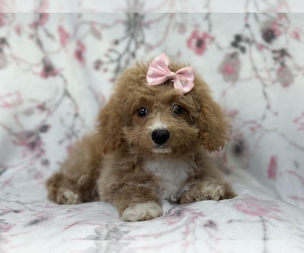 Medium Photo #8 Bichpoo Puppy For Sale in LAKELAND, FL, USA