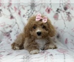 Small Photo #8 Bichpoo Puppy For Sale in LAKELAND, FL, USA