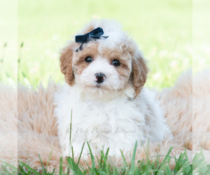 Medium Maltipoo (Miniature)
