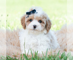 Puppy Dax Maltipoo (Miniature)