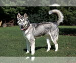 Small #3 Siberian Husky