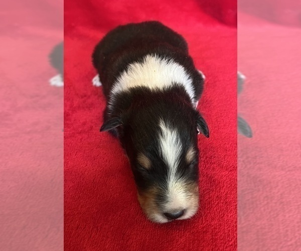Medium Photo #5 Shel-Aussie Puppy For Sale in FORT MORGAN, CO, USA