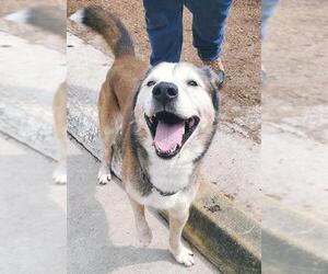 Patch - Male Siberian Husky-Unknown Mix Dog for Adoption - Photo #18