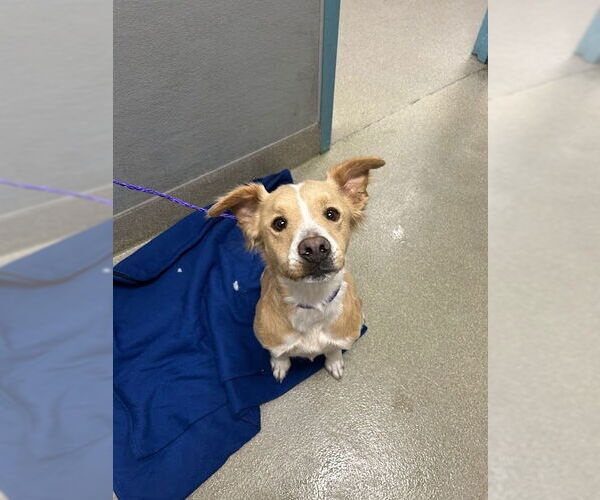 Medium Photo #1 Chihuahua-Staffordshire Bull Terrier Mix Puppy For Sale in Las Vegas, NV, USA