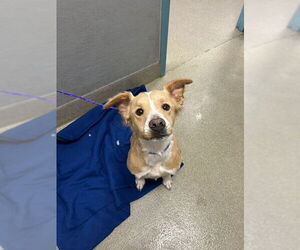 Chihuahua-Staffordshire Bull Terrier Mix Dogs for adoption in Las Vegas, NV, USA