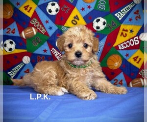 YorkiePoo Puppy for sale in WINNSBORO, LA, USA