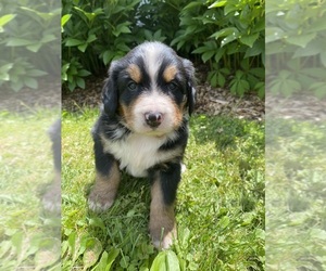 Bernese Mountain Dog Litter for sale in BRIDGEPORT, WV, USA