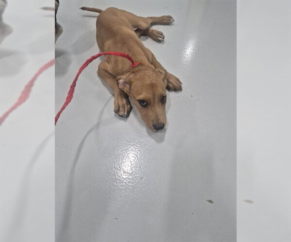 Medium Photo #1 Rhodesian Ridgeback-Unknown Mix Puppy For Sale in Temple, TX, USA