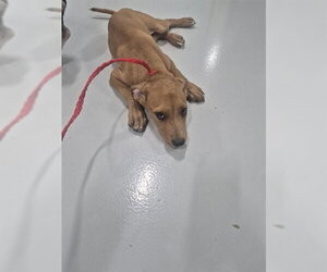 Rhodesian Ridgeback-Unknown Mix Dogs for adoption in Temple, TX, USA