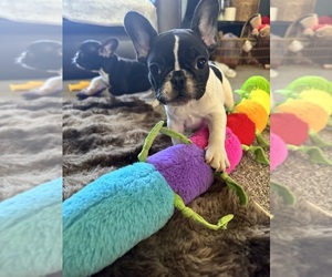 French Bulldog Puppy for sale in LEHIGH ACRES, FL, USA