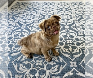 Pug Puppy for Sale in NEENAH, Wisconsin USA