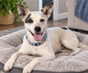 Ethel Mae - Female Mutt Dog for Adoption - Photo #10