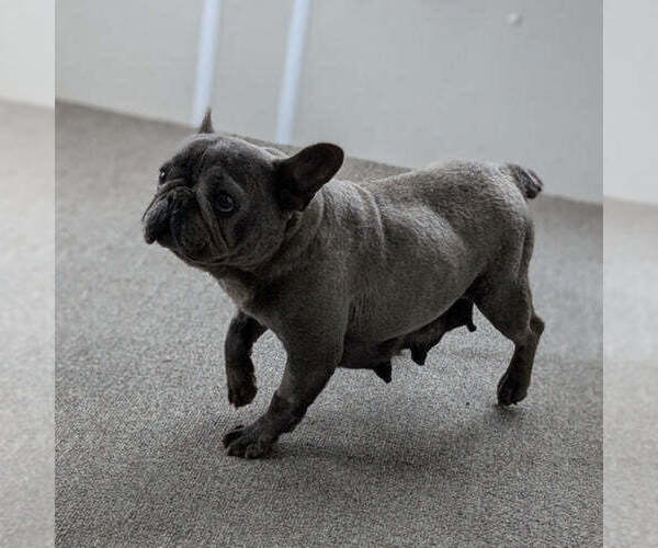 Medium Photo #1 French Bulldog Puppy For Sale in GOSHEN, IN, USA