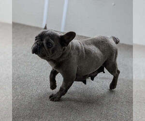 Mother of the French Bulldog puppies born on 04/24/2026