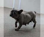 Small Photo #1 French Bulldog Puppy For Sale in GOSHEN, IN, USA