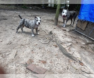 American Staffordshire Terrier-English Bulldog Mix Puppy for sale in FAIRBURN, GA, USA