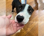 Small #3 Mutt