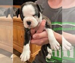 Small Photo #22 Boston Terrier Puppy For Sale in MONTVILLE, OH, USA