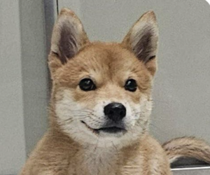 Pembroke Welsh Corgi-Shiba Inu Mix Dogs for adoption in San Ramon, CA, USA