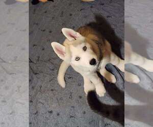 Siberian Husky Puppy for sale in FAIRVIEW, OR, USA