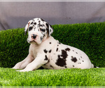 Small Photo #30 Great Dane Puppy For Sale in WAKARUSA, IN, USA