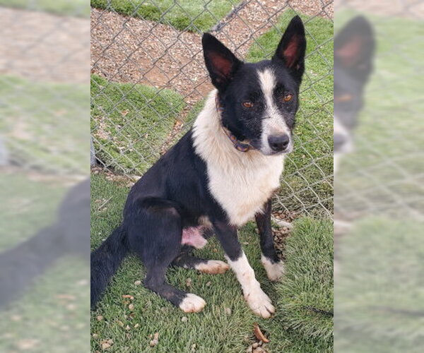 Medium Photo #5 Border Collie-Unknown Mix Puppy For Sale in Ventura, CA, USA