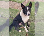 Small #4 Border Collie Mix