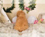 Small Photo #9 Maltipoo Puppy For Sale in WARSAW, IN, USA