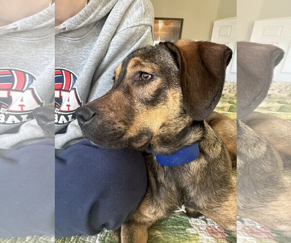 Medium Photo #9 Beagle-Unknown Mix Puppy For Sale in Valrico, FL, USA