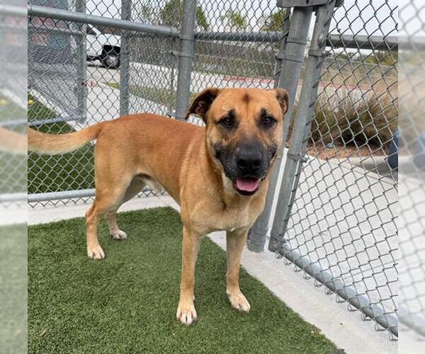 Medium Photo #2 Black Mouth Cur Puppy For Sale in Baytown, TX, USA