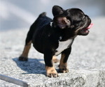 Puppy 3 French Bulldog