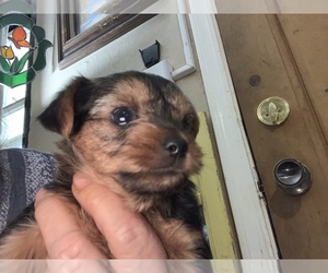 Yorkshire Terrier Puppy for sale in PHOENIX, AZ, USA