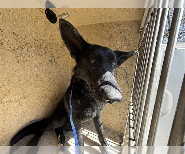 Medium Photo #1 German Shepherd Dog Puppy For Sale in Oklahoma City, OK, USA