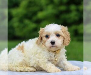 Cavachon Puppy for sale in ANNVILLE, PA, USA