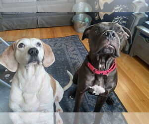 Turtle NJ - Male Bullboxer Pit Dog for Adoption - Photo #9