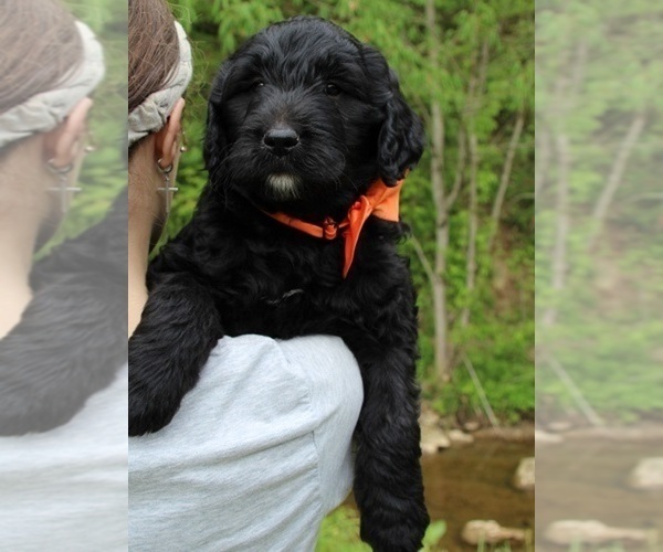 Medium Photo #1 Goldendoodle Puppy For Sale in KINGSPORT, TN, USA