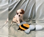 Small Photo #7 Cavalier King Charles Spaniel Puppy For Sale in LOCKPORT, IL, USA